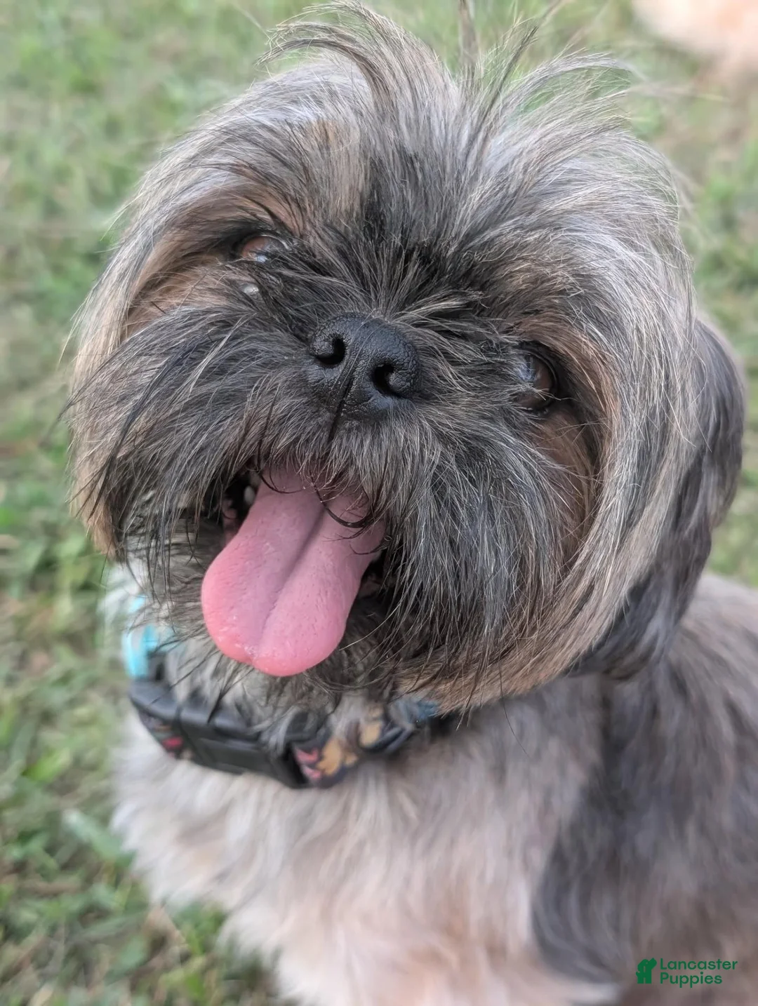 Shih Tzu dogs for sale: Dolly - Ad 5