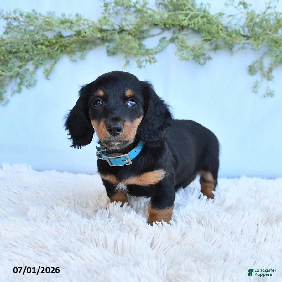 Miniature Dachshund dogs Rocky - Ad 1