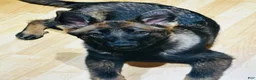 German Shepherd dogs for sale: Mokai - Ad 4