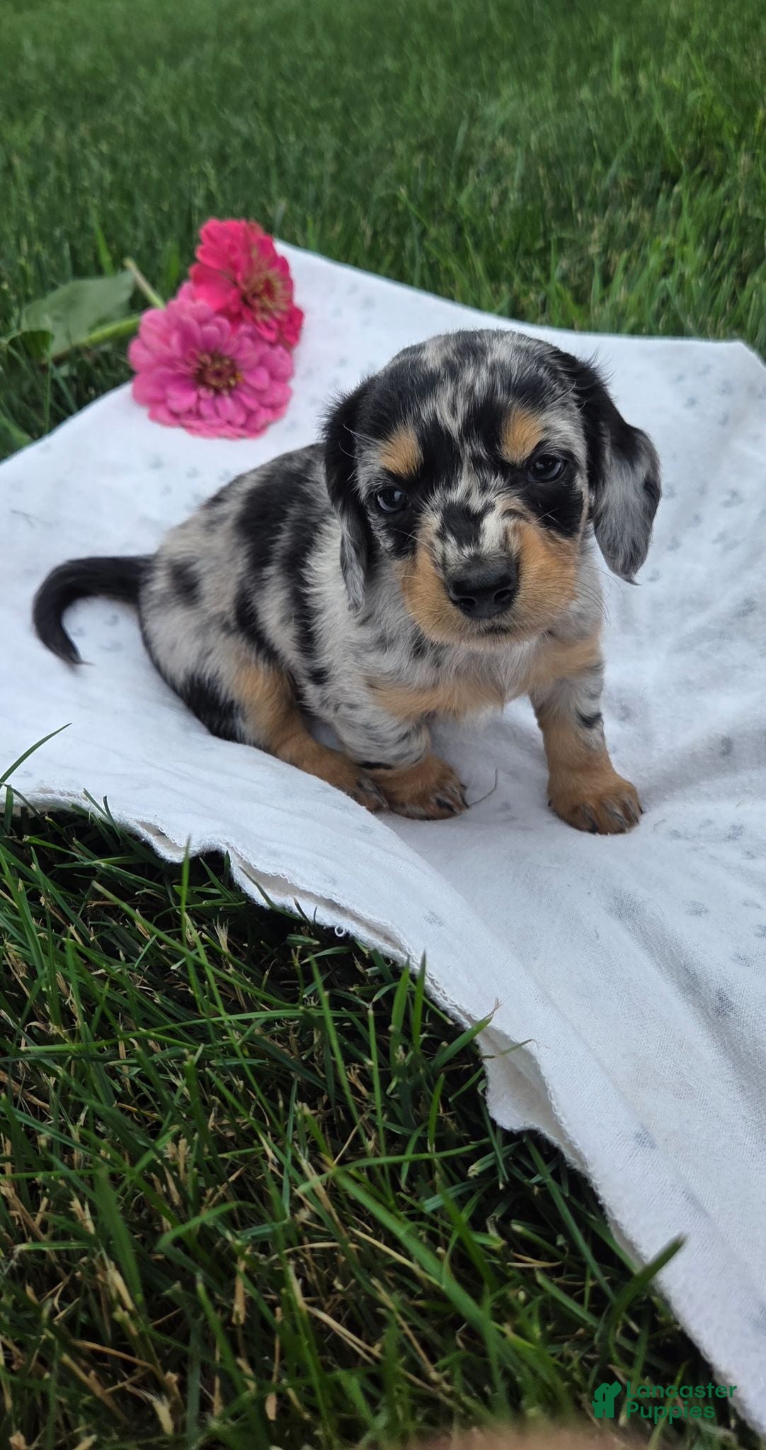Miniature Dachshund dogs Lily - Ad 1