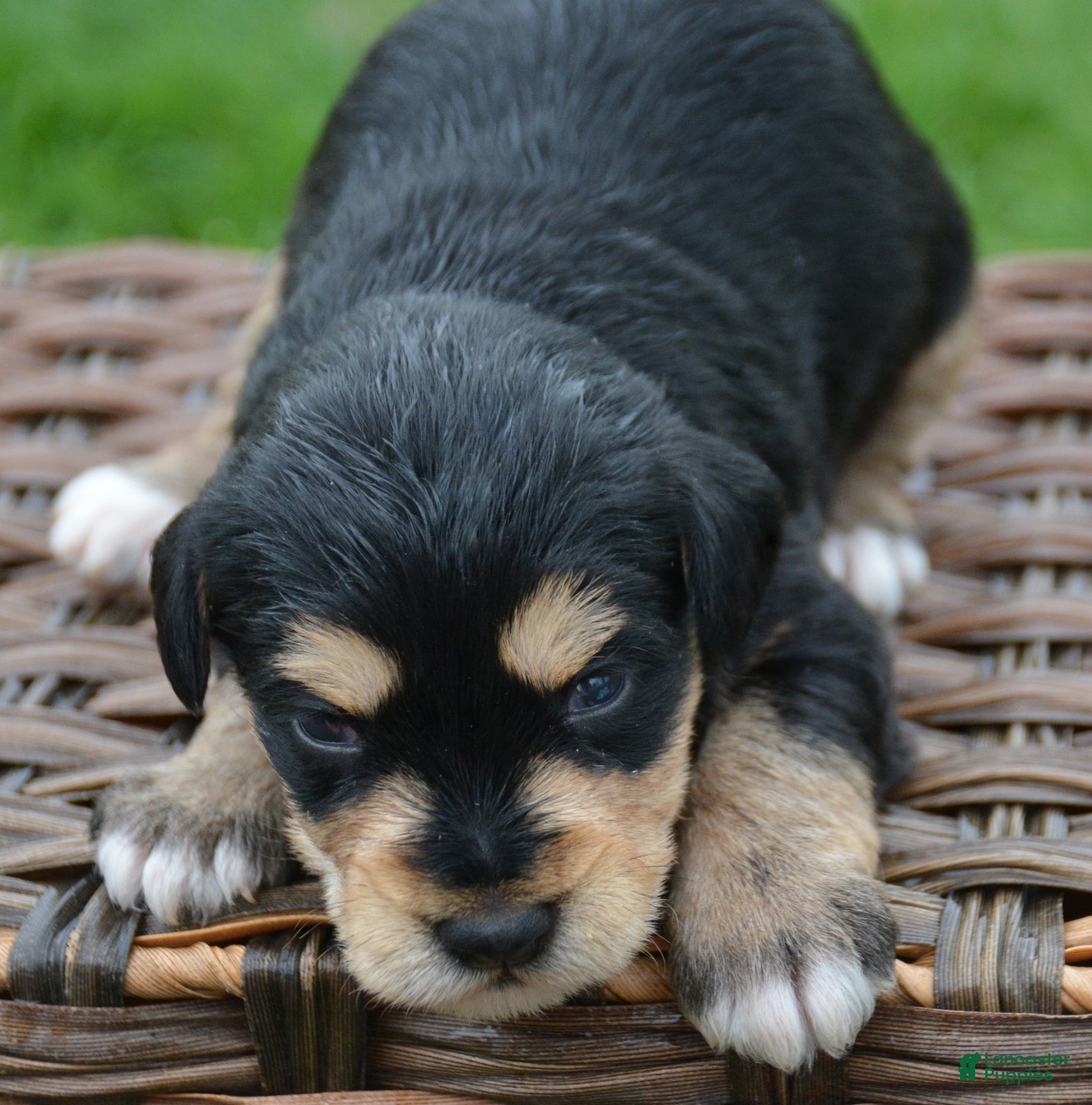 Miniature Schnauzer dogs Miniature Schnauzer Missy - Ad 40