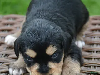 Miniature Schnauzer dogs Miniature Schnauzer Missy - Ad 25