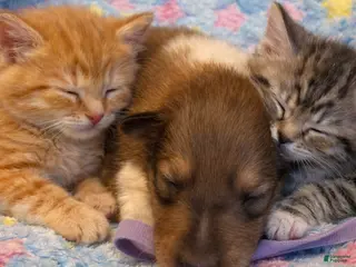 Collie dogs Jeff - Ad 6