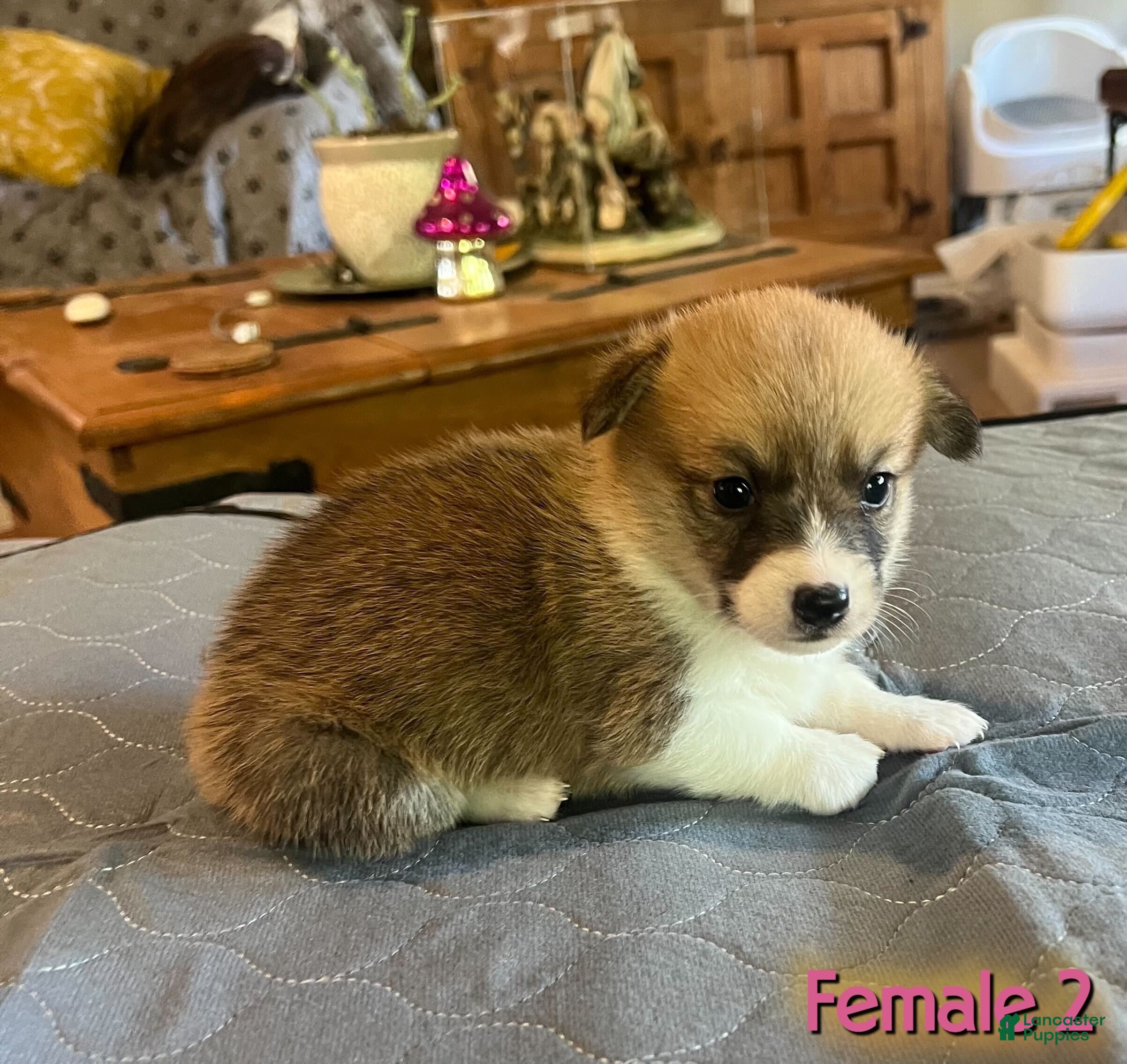 Welsh Corgi Pembroke dogs Welsh Corgi Pembroke Puppy 4 - Ad 1