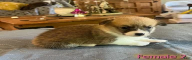 Welsh Corgi Pembroke Puppy 4
