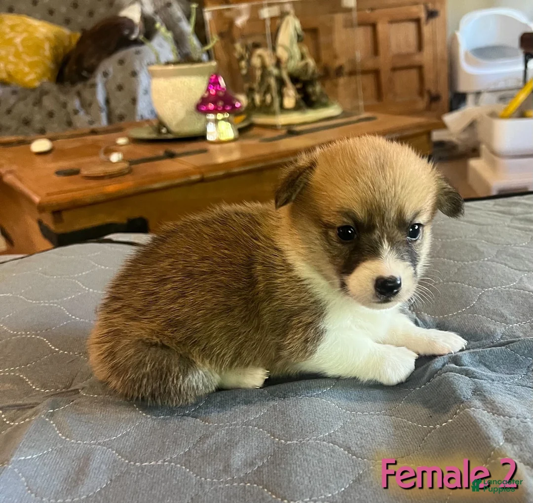 Welsh Corgi Pembroke dogs for sale: Welsh Corgi Pembroke Puppy 4 - Ad 1