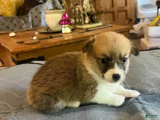Welsh Corgi Pembroke dogs for sale: Welsh Corgi Pembroke Puppy 4 - Ad 2