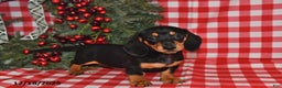 Miniature Dachshund dogs for sale: Pixie - Ad 2