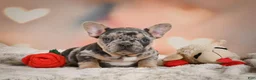 French Bulldog dogs for sale: Amy - Ad 3