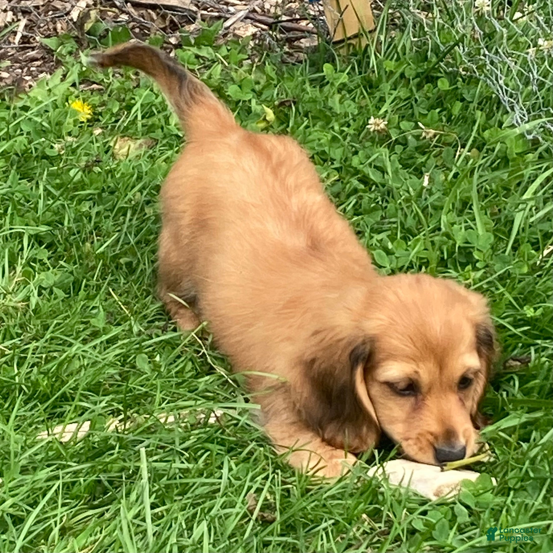 Miniature Dachshund dogs Peanut - Ad 22