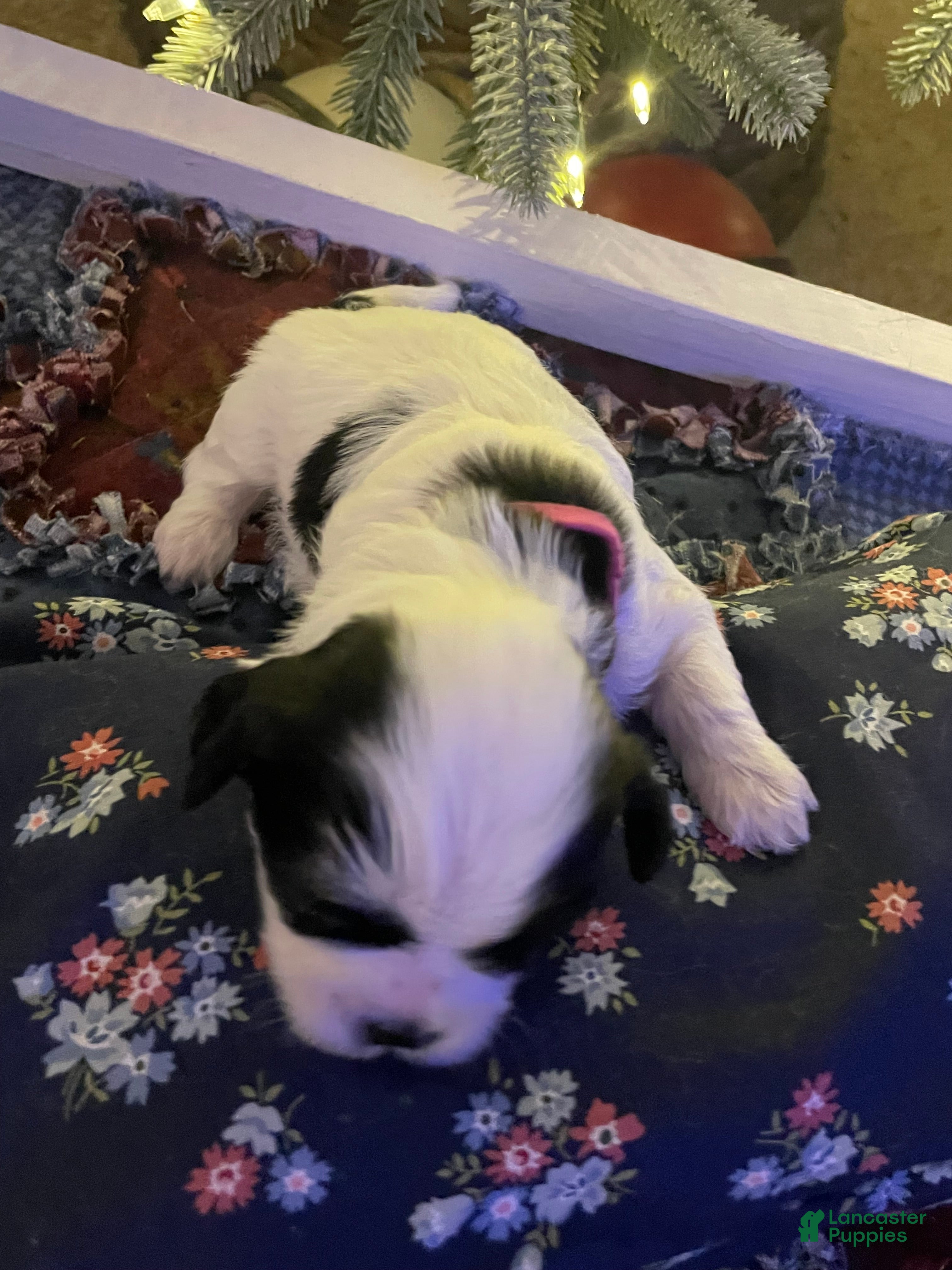 Mixed Breed dogs Bella - Ad 37