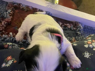 Mixed Breed dogs Bella - Ad 37