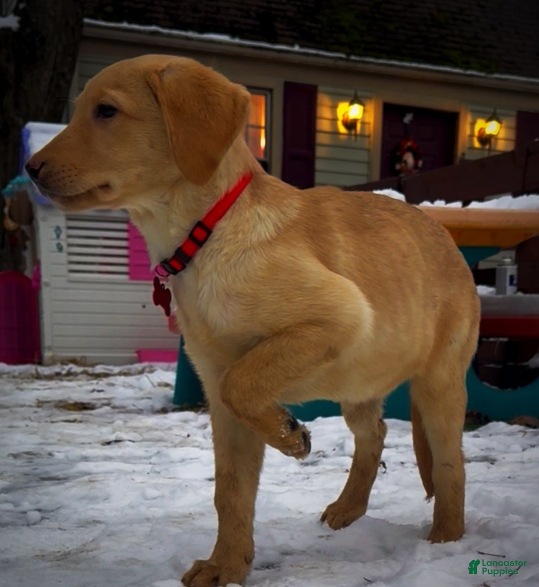 Labrador Retriever dogs for sale: Labrador Retriever Puppy 1 - Ad 3