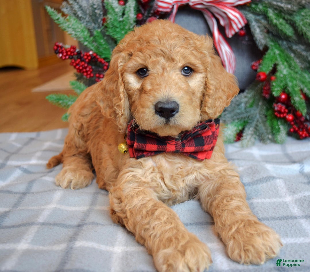 Goldendoodle dogs for sale: Parker  - Ad 10