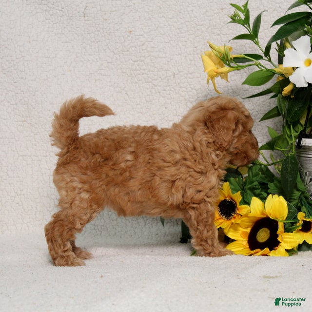 Mini Goldendoodle dogs Vanessa - Ad 2