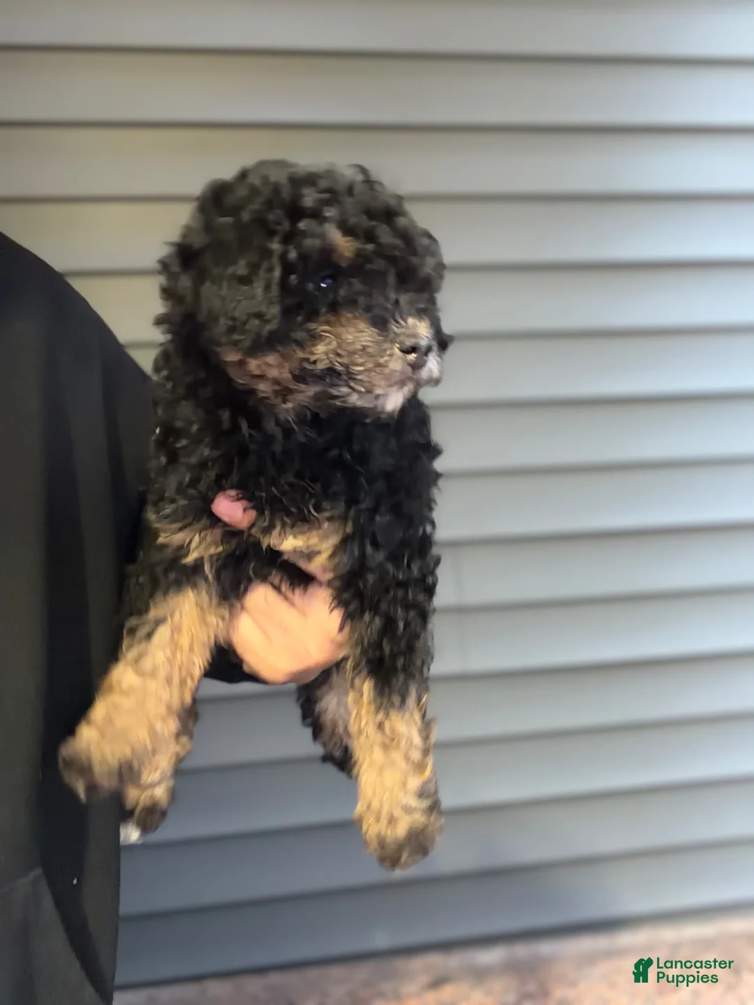 Miniature Poodle dogs for sale: Hannah  - Ad 5