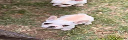 French Bulldog dogs for sale: Fire puppy number 1 - Ad 5