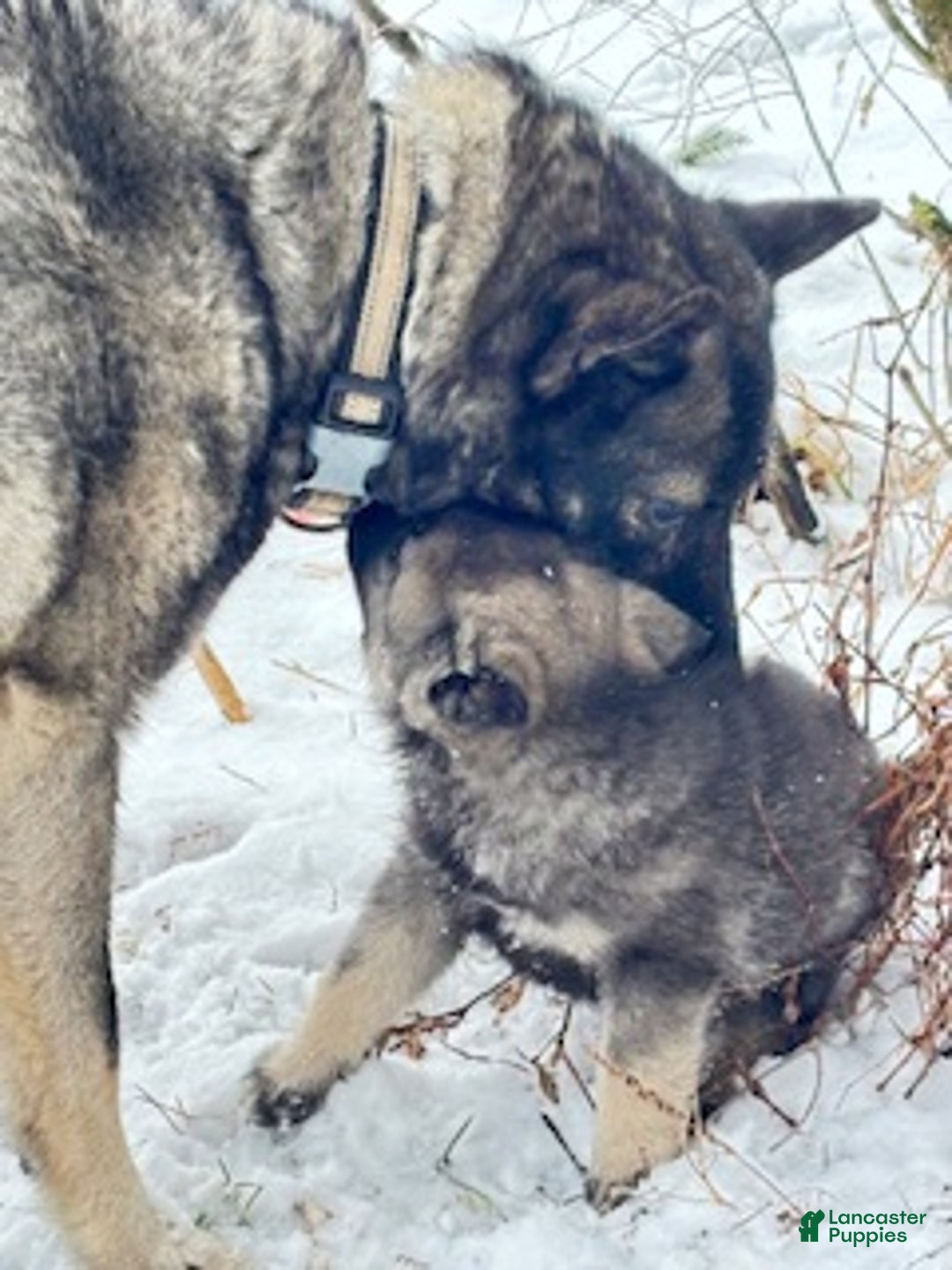 Norwegian Elkhound dogs for sale: Baby Girl - Ad 1
