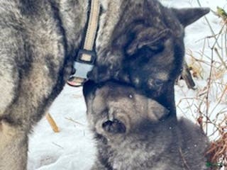 Norwegian Elkhound dogs Baby Girl - Ad 28