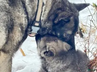 Norwegian Elkhound dogs Baby Girl - Ad 24