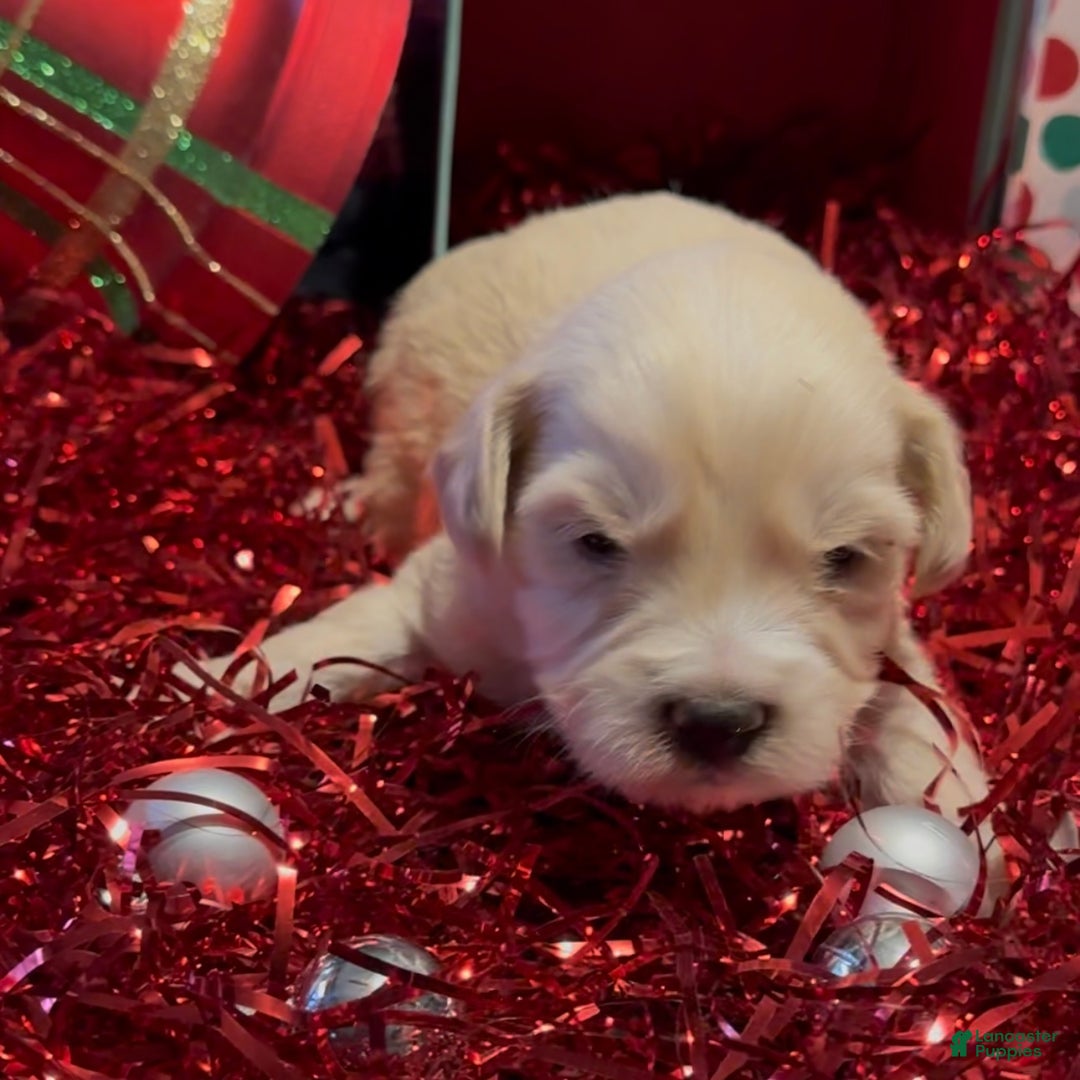 Mini Goldendoodle dogs for sale: Hopper - Ad 3