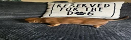 Miniature Dachshund dogs for sale: Deuce - Ad 12