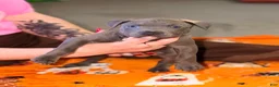 American Bully dogs for sale: American Bully 5 - Ad 2
