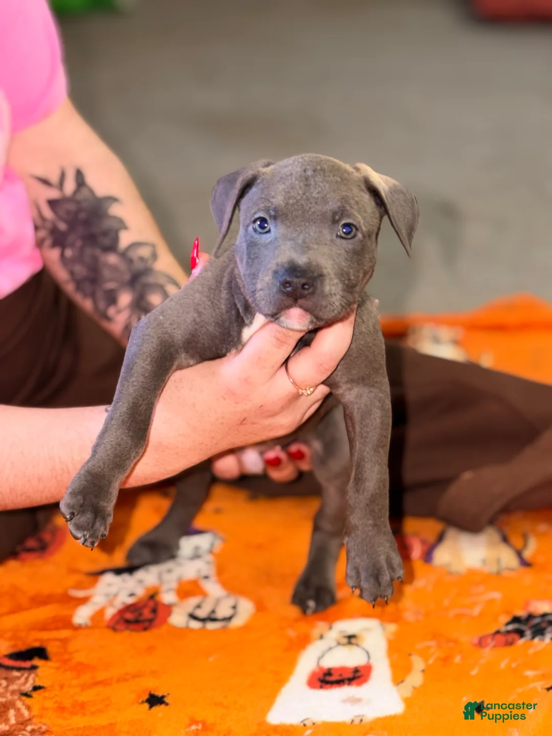 American Bully dogs for sale: American Bully 5 - Ad 2