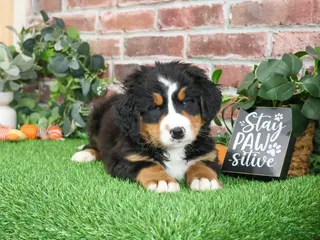 Bernese Mountain Dog dogs Stockings - Ad 29