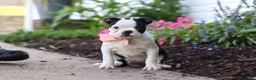 Boston Terrier dogs for sale: Sherry - Ad 3