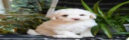Bichpoo dogs for sale: Blue - Ad 2