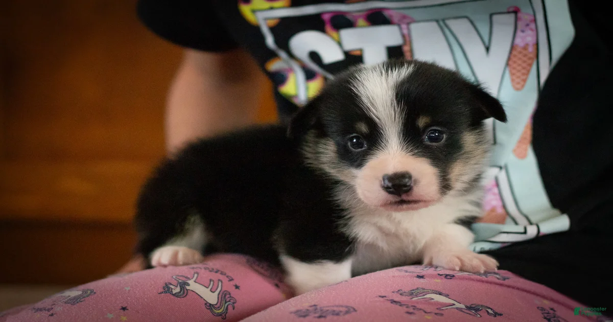 Zed Welsh Corgi Pembroke for sale in Dundee | Lancaster Puppies