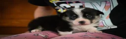 Welsh Corgi Pembroke dogs for sale: Zed - Ad 1