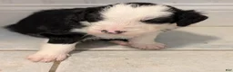 Sheepadoodle dogs for sale: Sheepadoodle Puppy 1 - Ad 4