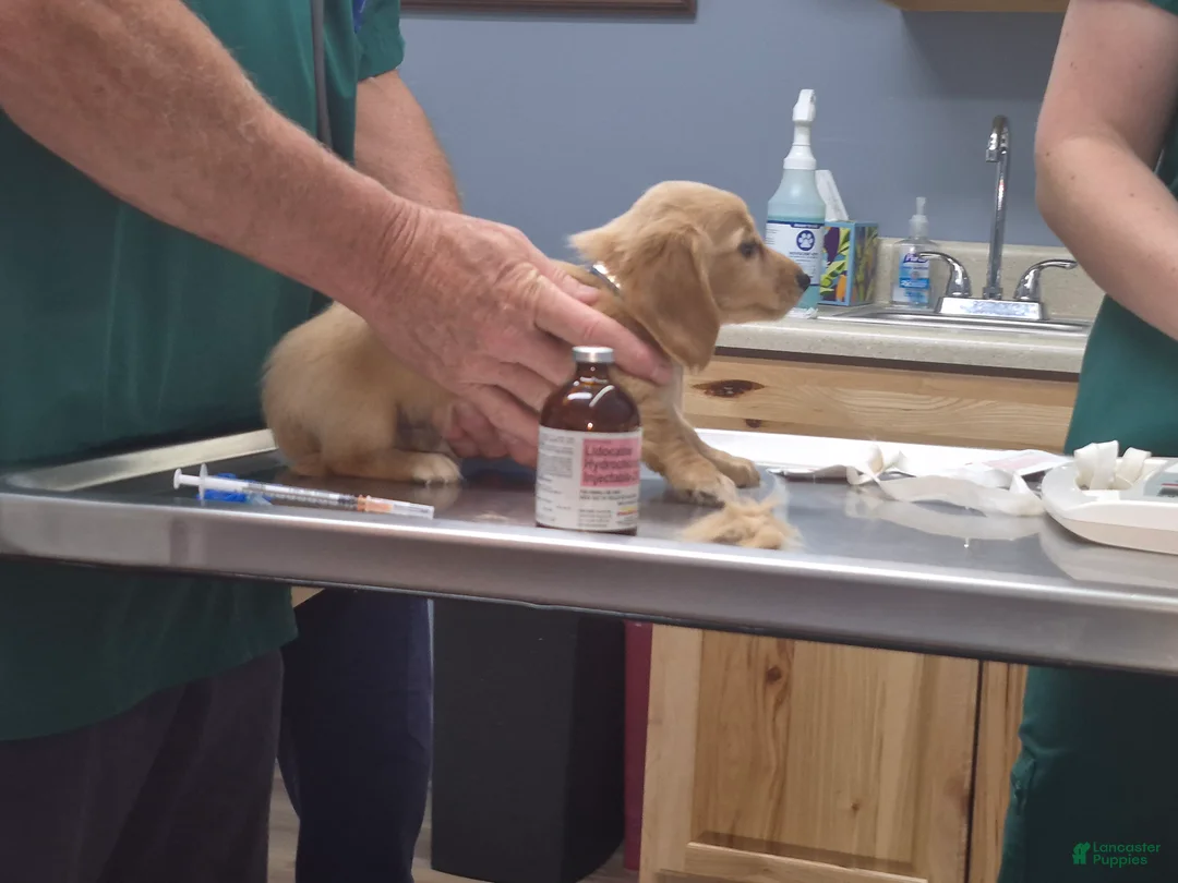 Miniature Dachshund dogs for sale: Miniature Dachshund 2 - Ad 1
