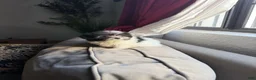Shihpoo dogs for sale: Theo — The Sweet Little Cuddle Bug - Ad 4