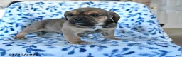 Puggle dogs for sale: Sparky - Ad 1