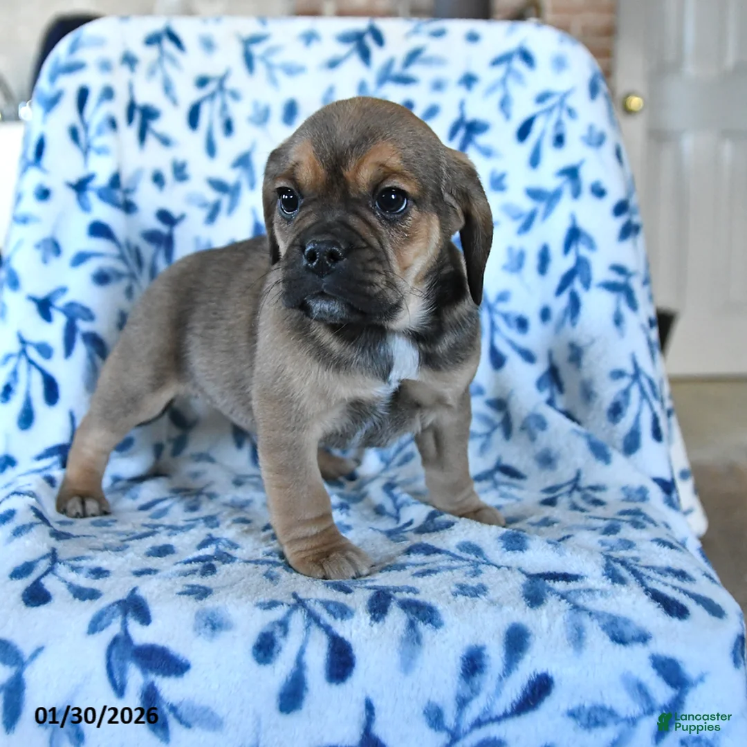 Puggle dogs for sale: Sparky - Ad 1