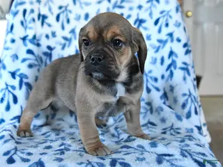 Puggle dogs Sparky - Ad 2
