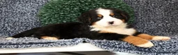 Bernese Mountain Dog dogs for sale: Zinc - Ad 5