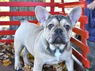 French Bulldog dogs - Ad 13