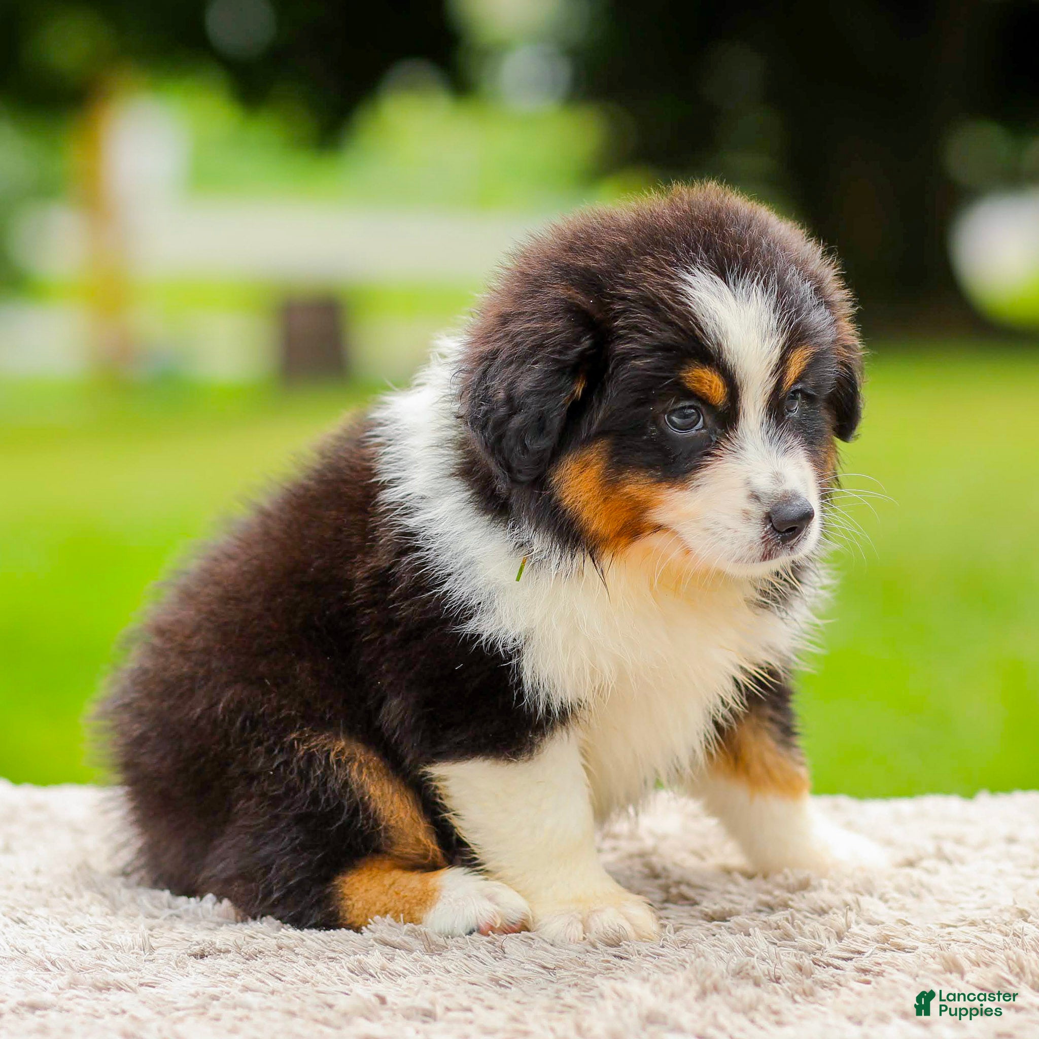 Miniature Australian Shepherd dogs Cory - Ad 2