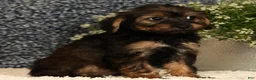 Yorkiepoo dogs for sale: Urban - Ad 3