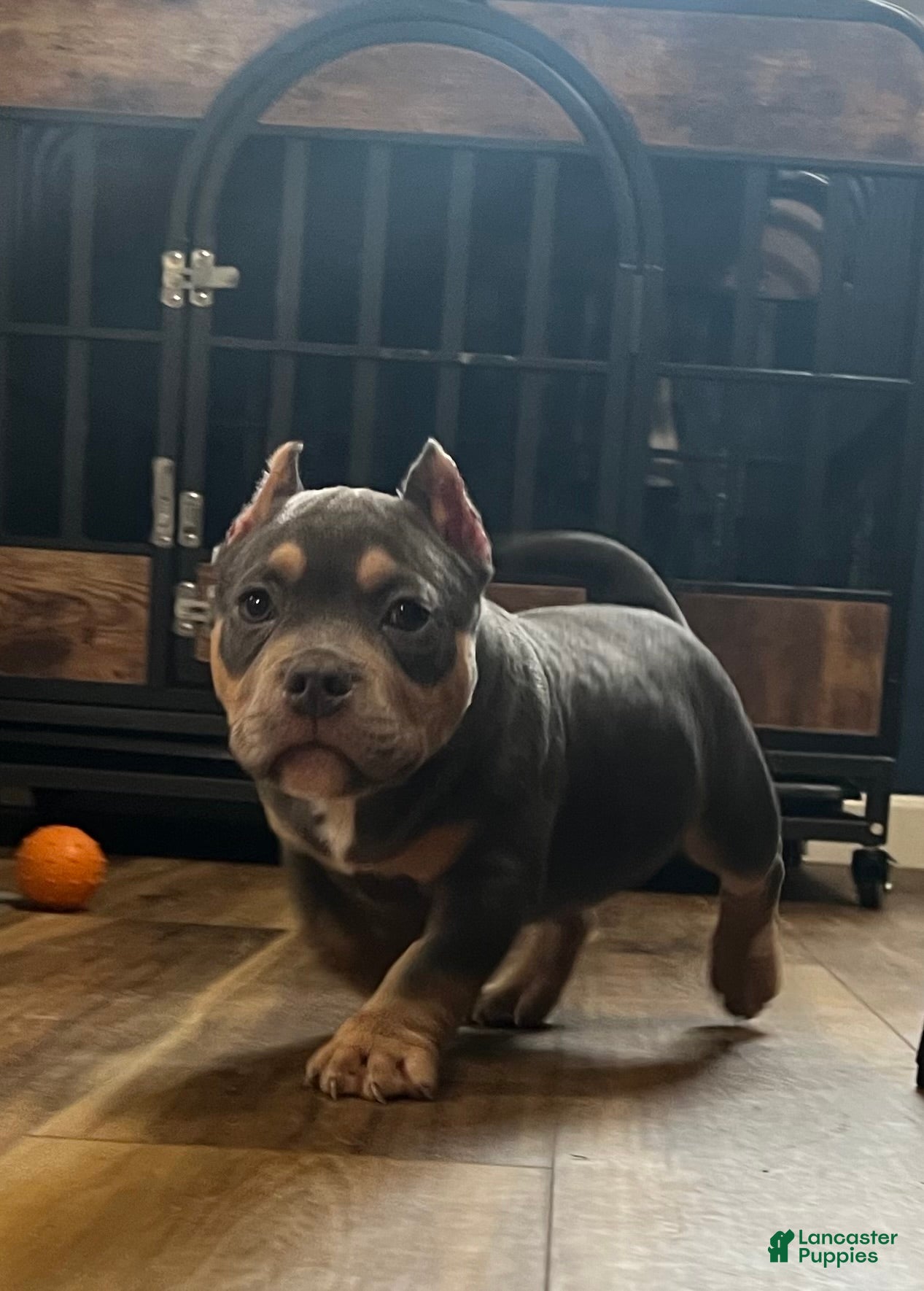 American Bully dogs for sale: TONKA - Ad 2