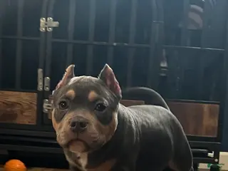 American Bully dogs for sale: TONKA - Ad 2