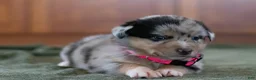 Mixed Breed dogs for sale: Angel - Ad 3