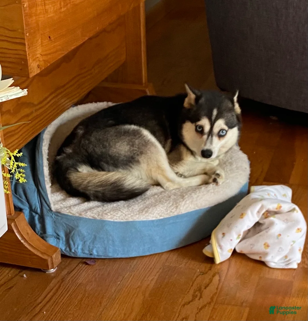 Alaskan Klee Kai dogs for sale: Alaskan Klee Kai Puppy 1 - Ad 11
