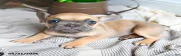 French Bulldog dogs for sale: Layla - Ad 2