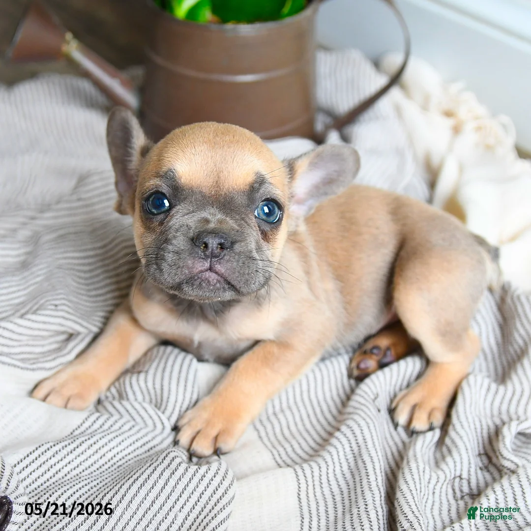 French Bulldog dogs for sale: Layla - Ad 2