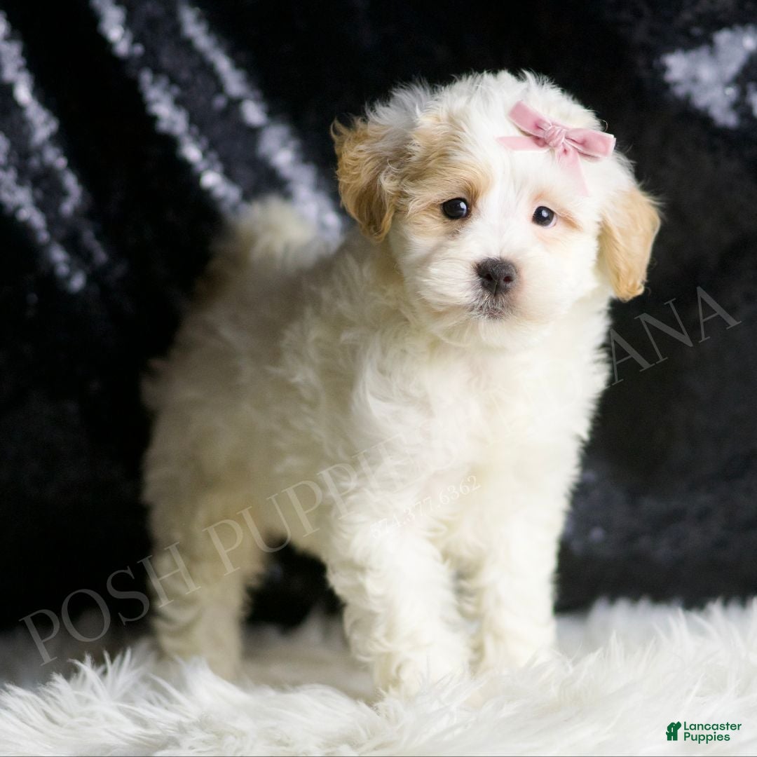 Maltipoo dogs Pumpkin - Ad 31